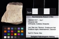 Foto (Objket + Etiketten) von Goniodromites bidentatus (Reuss, 1858) 